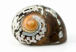 Image result for Bongkaliw Shell