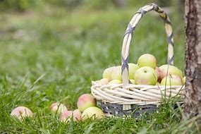 Image result for Farm Apple Basket