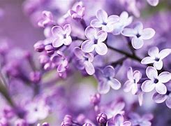 Image result for Purple Spring Flowers Wallpaper