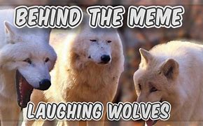 Image result for Laughing Wolf Meme