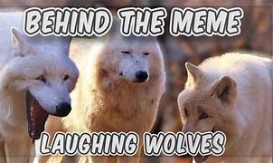Image result for Wolf Memes Mean