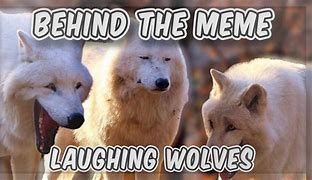 Image result for Wolf Hill Meme