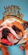 Image result for Happy New Year Bulldog Meme