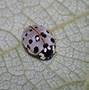 Image result for Real Ladybug