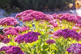 Image result for Sedum (H) spectabile Brillant