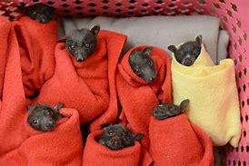 Image result for Flying Fox Pet