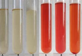 Image result for Red Yeast Rice