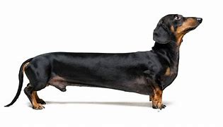 Image result for Super Long Weiner Dog