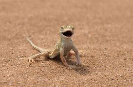 Image result for Desert Lizard Adaptations