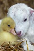 Image result for Funny Spring Baby Animals