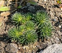 Image result for Draba sphaeroides