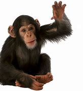 Image result for Funny Monkey PNG