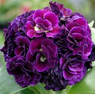 Image result for Primula auricula Purple Pip