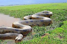 Image result for World Most Biggest Snake