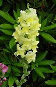Image result for Snapdragon Yellow Color