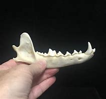 Image result for Animal Jaw Bones