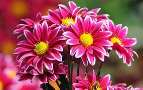 Image result for Very Pretty Flowers