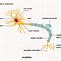Image result for Neuron Cell Axon