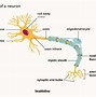 Image result for Neuron Axon Terminal