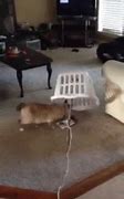 Image result for Cat Traps Funny