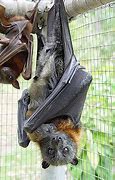 Image result for Fijian Monkey-Faced Bat