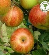 Image result for Newton Wonder Apple