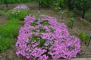 Phlox carolina Bill Baker に対する画像結果