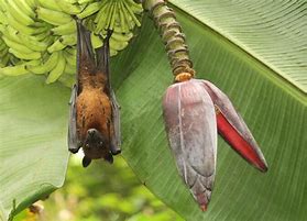 Image result for Kerala Bat