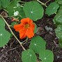 Image result for Tropaeolum majus Hermine Grashoff