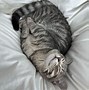 Image result for Goofy Ahh Cat Photos