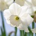 Bildergebnis für Narcissus Stainless