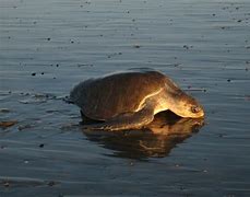 Image result for Lepidochelys olivacea