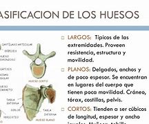 Image result for Clasificacion De Los Huesos