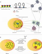 Image result for Chromatin Ploidy