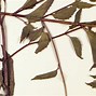 Image result for Scutellaria pontica