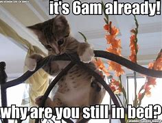 Image result for Mad Cat Waking Up Meme