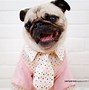 Image result for Pug Puppies Wallpaper Desktop