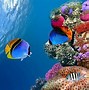 Image result for iPhone First Generation Fish Wallpaper