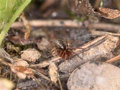 Image result for Spiders Ecosystem