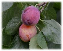 Prunus domestica Avalon 的图像结果
