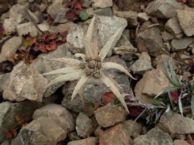 Afbeeldingsresultaten voor Leontopodium himalayanum