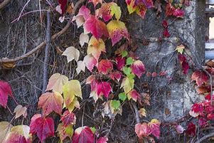 Image result for Decorative Ivy Vines