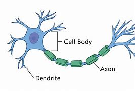 Image result for Nerve Cell Dendrites