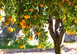 Image result for Orange Fruit Tree Orchard