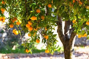 Image result for Ornamental Orange Tree