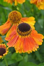 Image result for Helenium Sahins Early Flowerer