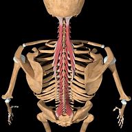 Image result for human spine skins