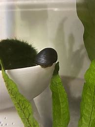 Image result for First Snail