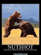 Image result for fuzzy bears quotations