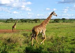 Image result for Kenya Giraffe